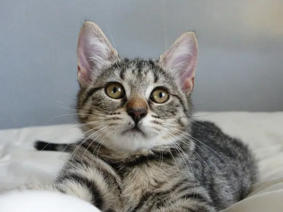 Un gatto tabby argentato
