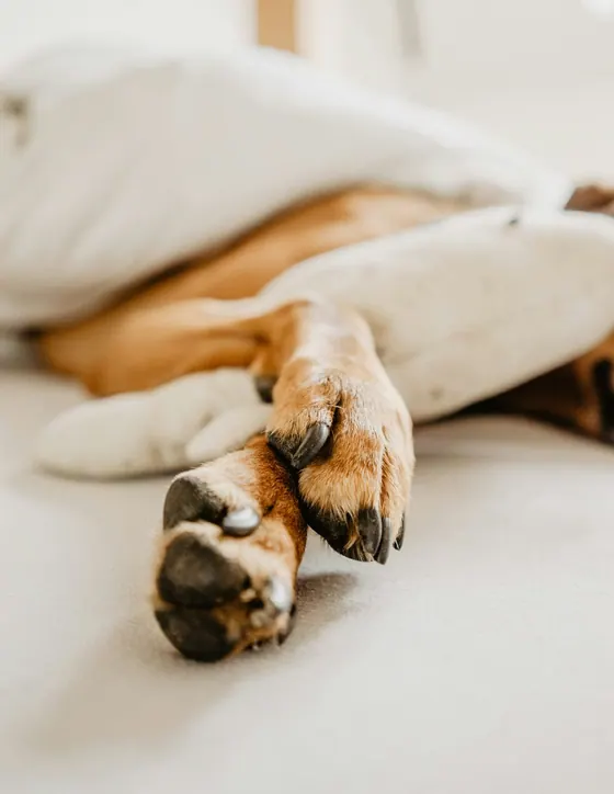 Un cane a riposo mentre gli controllano la zampa